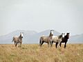 Cavalos selvagens de Roraima