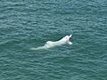 Chinese white dolphin
