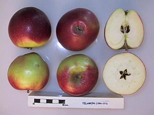 Cross section of Telamon, National Fruit Collection (acc. 1996-073)