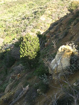 Cupressus forbesii Survivor Tree Coal Canyon.JPG