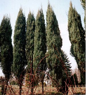 Juniperus skyrocket001