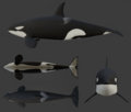 Killer whale general appearance