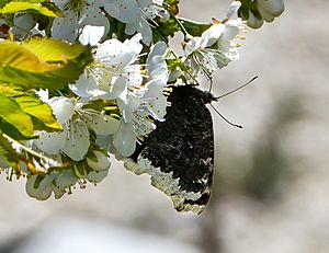 Mourning cloak nectaring on cherry blossoms 1 - cropped