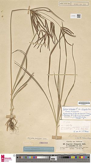 Naturalis Biodiversity Center - L.1378255 - Cyperus rotundus L. subsp. rotundus - Cyperaceae - Plant type specimen