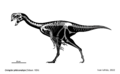 Oviraptor Skeletal