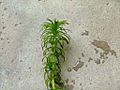 Plant - Hydrilla verticillata - Batu kawa