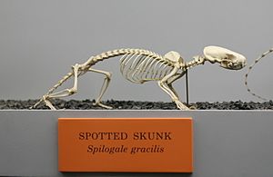 Spilogale gracilis skeleton