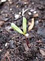 Tagetes-sprouting