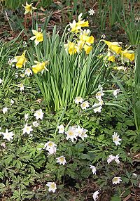 Wild daffodils and wood anemones - geograph.org.uk - 730737