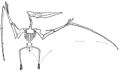 Williston Pteranodon