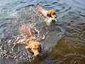2 Tollers in the water