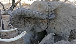 African Elephant (Loxodonta africana) female picking her ear ... (32354421713)
