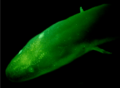 Amphiuma tridactylum biofluorescence - 41598 2020 59528 Fig2-bottom (cropped)