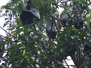 Fruit bats, Cairns
