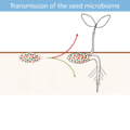 Microbiome inheritance