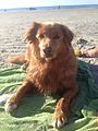 Nova Scotia Duck Tolling Retriever's love swimming and will help there joints (16 years old)