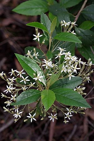 Olearia argophylla (Musk Daisy-bush) (24631211899).jpg