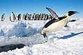 Penguin in Antarctica jumping out of the water