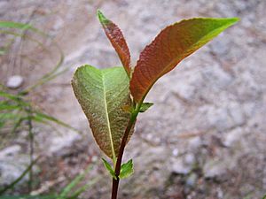 Salix silesiaca a5