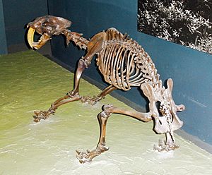 Smilodon californicus skeleton