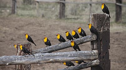 Yellow-headed black birds at Cokeville Meadows (20859509751)