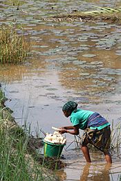 A woman washes cassava in rural DRC (7609952020)