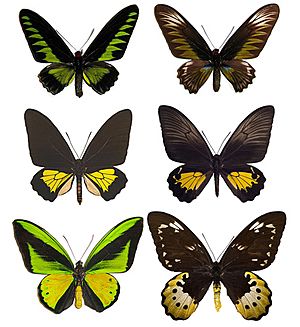 Male (left) and female (right) representatives of Trogonoptera (top), Troides (middle), and Ornithoptera (bottom)