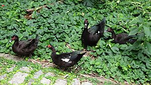 Black Duck (1)
