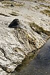 Chimney Cone UGB YNP1.jpg