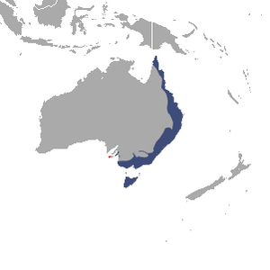 Common Ringtail Possum area.png