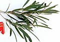 Eucalyptus cneorifolia - adult leaves