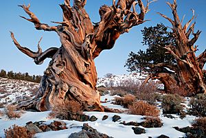 Gnarly Bristlecone Pine