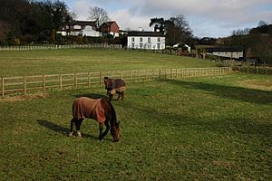 Horses and houses in Clent - geograph.org.uk - 672803