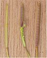 Kleine veldkers hauw (Cardamine hirsuta seedpods)