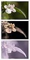 Melissa-officinalis-(Lemon-Balm)-flower-Vis-UV-IR-comparison