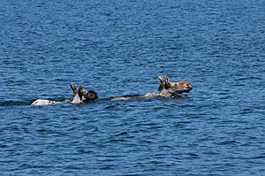 Moose swimming in the Rock Harbor channel