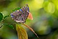 Morpho butterfly with wings closed, Corcovado, Costa Rica, Dec 2014