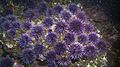 Purple Sea Urchins (7622488604)