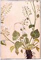 Wasabi, Iwasaki Kanen 1828