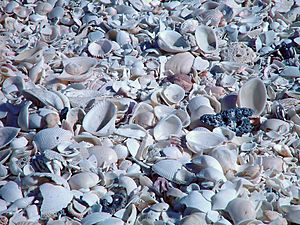 80 mile beach shells 29-4-2004 - panoramio