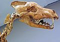 Canis dirus skull and neck