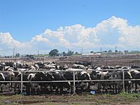 Cattle Feedlot near Rocky Ford, CO IMG 5651
