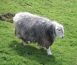 Herdwick ewe1