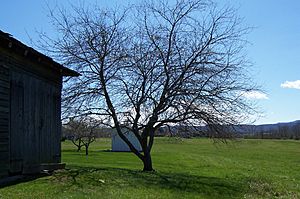 Pearl Buck Birthplace Tree 1