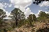 Pinus remota, Sierra Rica, Manuel Benavides, Chihuahua, Mexico 1.jpg