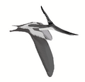 Pteranodon longiceps mmartyniuk wiki