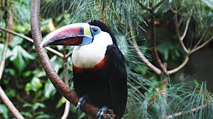 Red-billed toucan at Birdworld 02