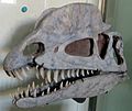 Dilophosaurus skull AMNH