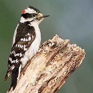 Downy Woodpecker01