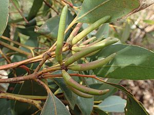 Eucalyptus cornuta buds(2)